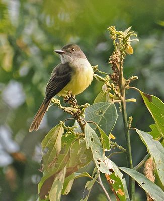 Dusky-capped Flycatcher