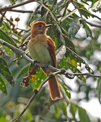 Rufous Casiornis