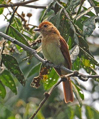 Rufous Casiornis