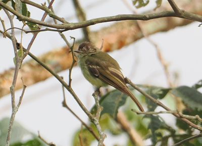 Sepia-capped Flycatcher