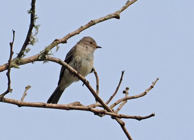 Southern Beardless Tyrannulet