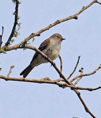 Southern Beardless Tyrannulet