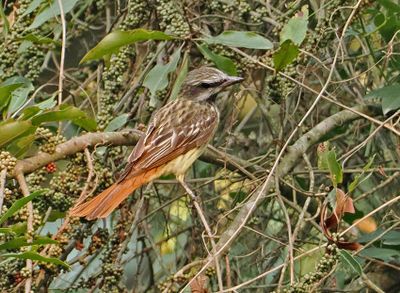 Streaked Flycatcher