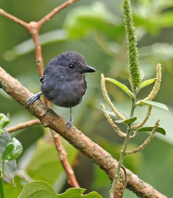 Upland Antshrike