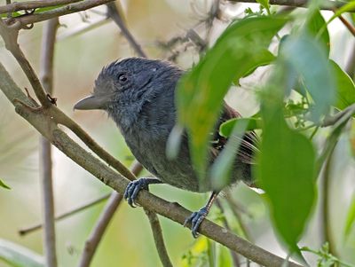 Upland Antshrike