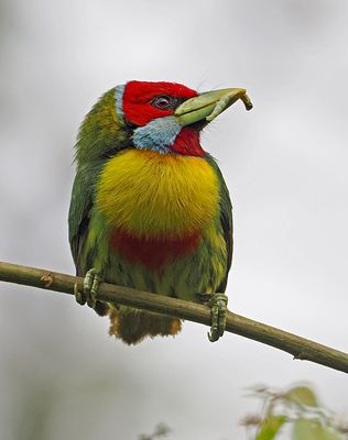 Versicolored Barbet