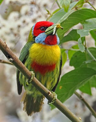 Versicolored Barbet