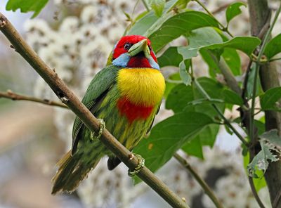 Versicolored Barbet