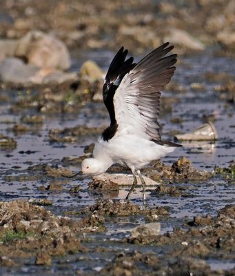 Andean Avocet