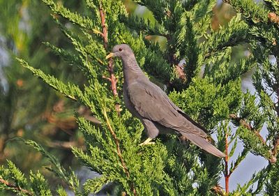 Band-tailed Pigeon