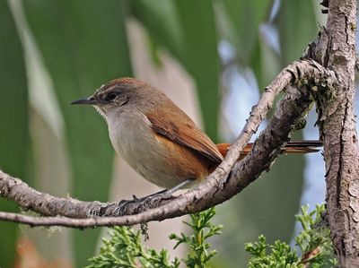 Berlepsch's Canastero