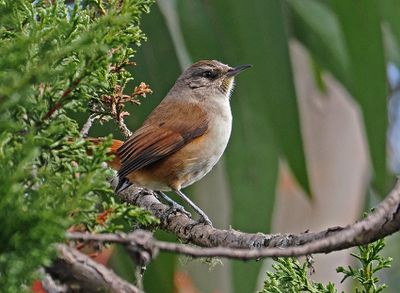 Berlepsch's Canastero