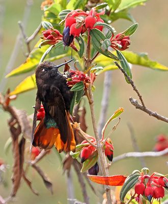 Black-hooded Sunbeam