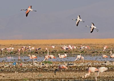 Chilean Flamingo