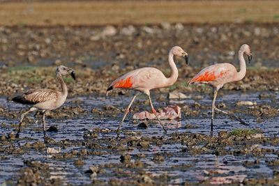 Chilean Flamingo