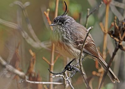Tufted Tit-Tyrant