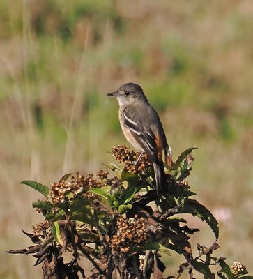 White-winged Black-Tyrant