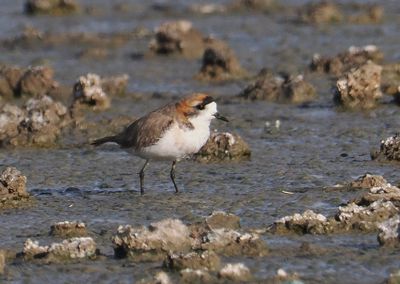 Puna Plover