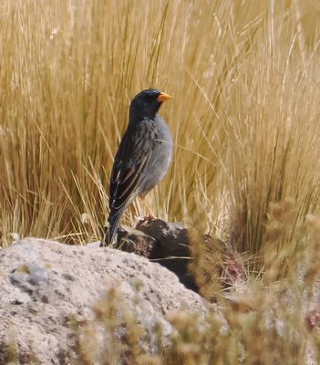 Band-tailed Sierra-Finch