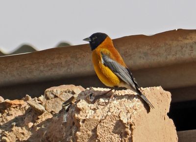 Black-hooded Sierra-Finch