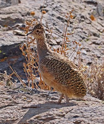 Birds of Bolivia