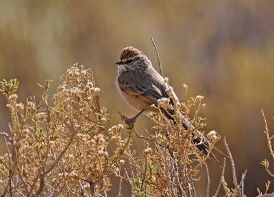 Plain-mantled Tit-Spinetail
