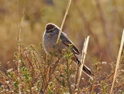 Plain-mantled Tit-Spinetail