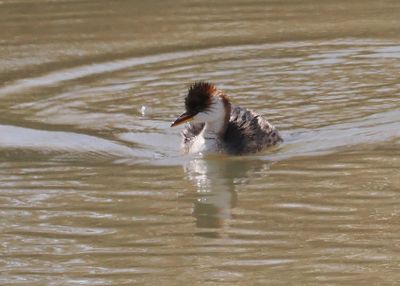Titicaca Grebe
