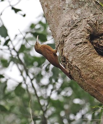 Black-banded Woodcreeper