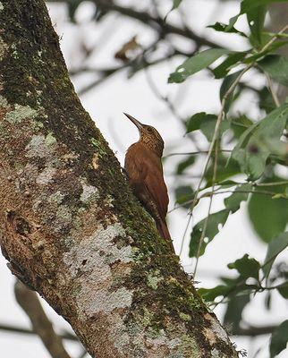 Black-banded Woodcreeper