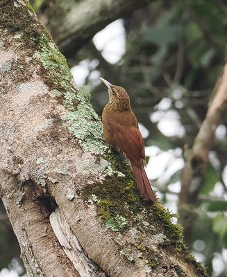 Black-banded Woodcreeper