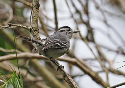 Black-capped Antwren