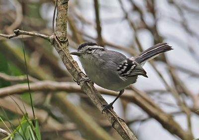 Black-capped Antwren