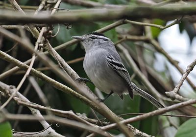 Black-capped Antwren