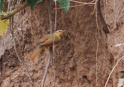 Buff-fronted Foliage-Gleaner