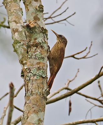 Buff-throated Woodcreeper