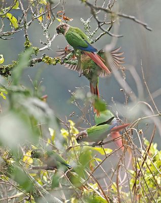 Green-cheeked Parakeet