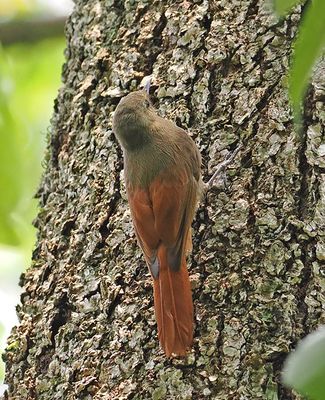 Olivaceous Woodcreeper