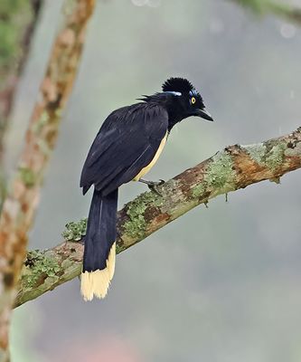 Plush-crested Jay