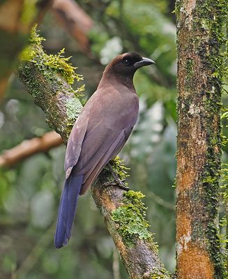 Purplish Jay