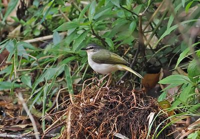 Riverbank Warbler