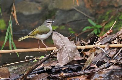Riverbank Warbler