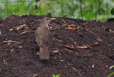 Rufous-bellied Thrush