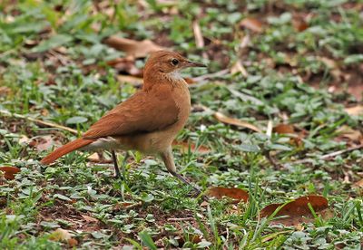 Rufous Hornero