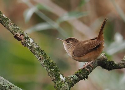 Southern House Wren