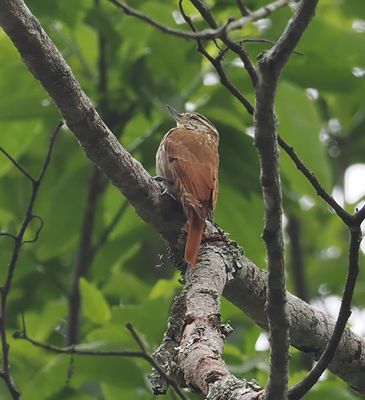 Streaked Xenops