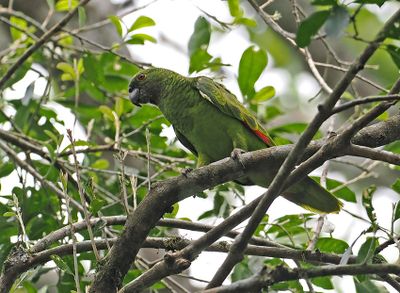 Turquoise-fronted Amazon
