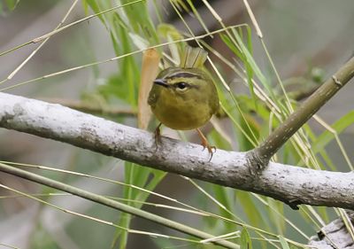 Two-banded Warbler