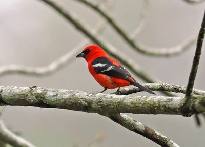 White-winged Tanager