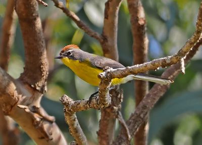 Brown-capped Whitestart